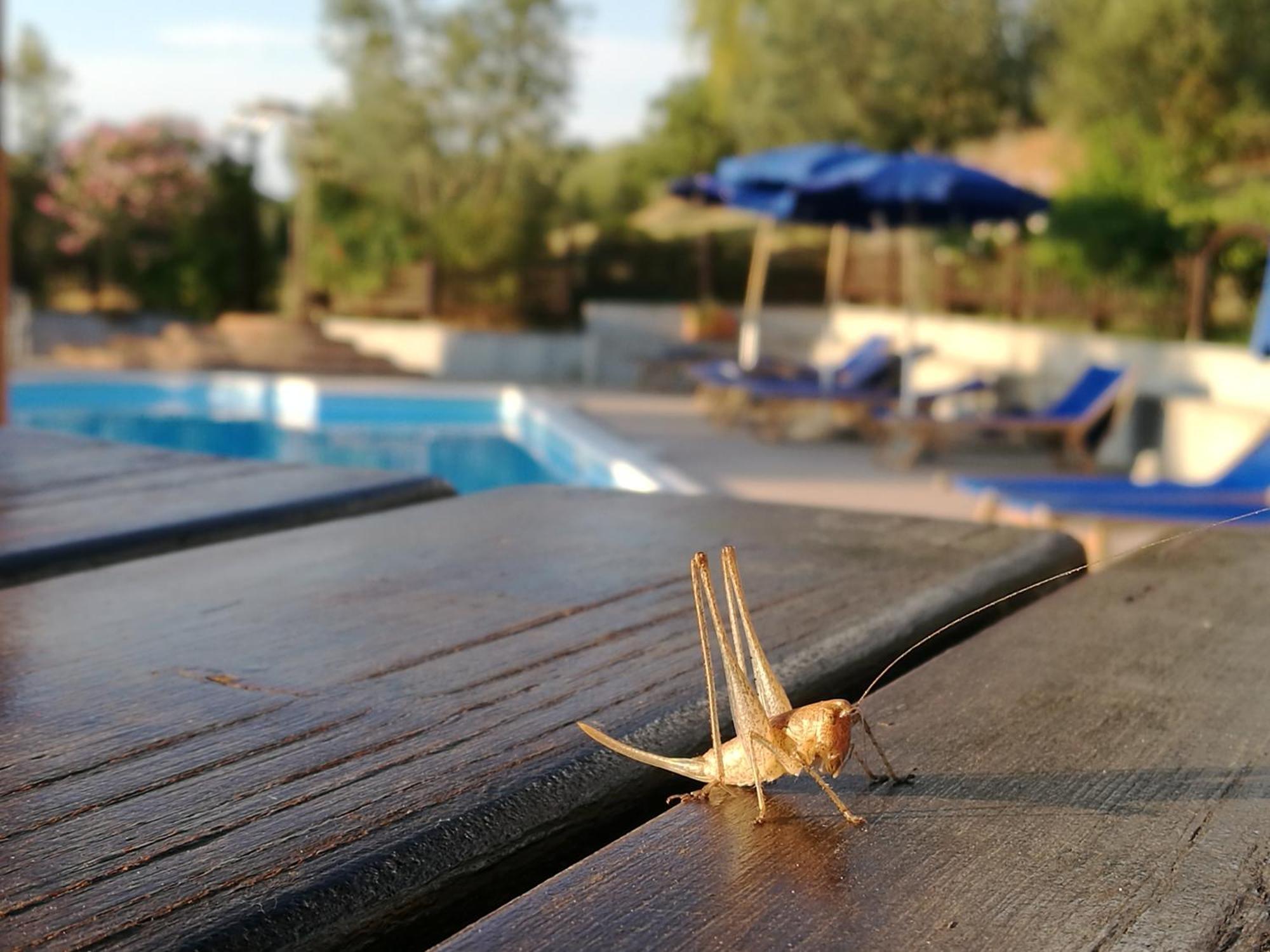 Agriturismo Cornieto Monteleone d'Orvieto Экстерьер фото