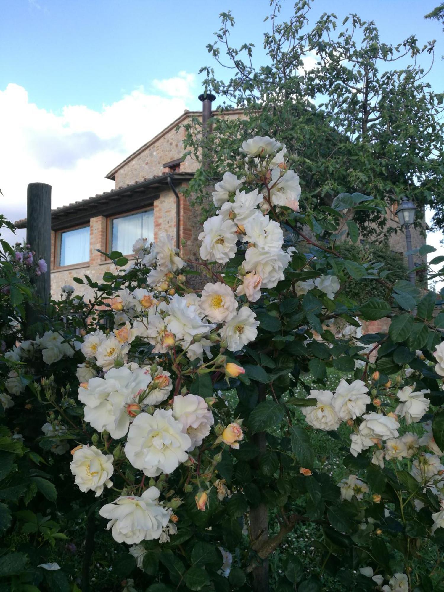 Agriturismo Cornieto Monteleone d'Orvieto Экстерьер фото